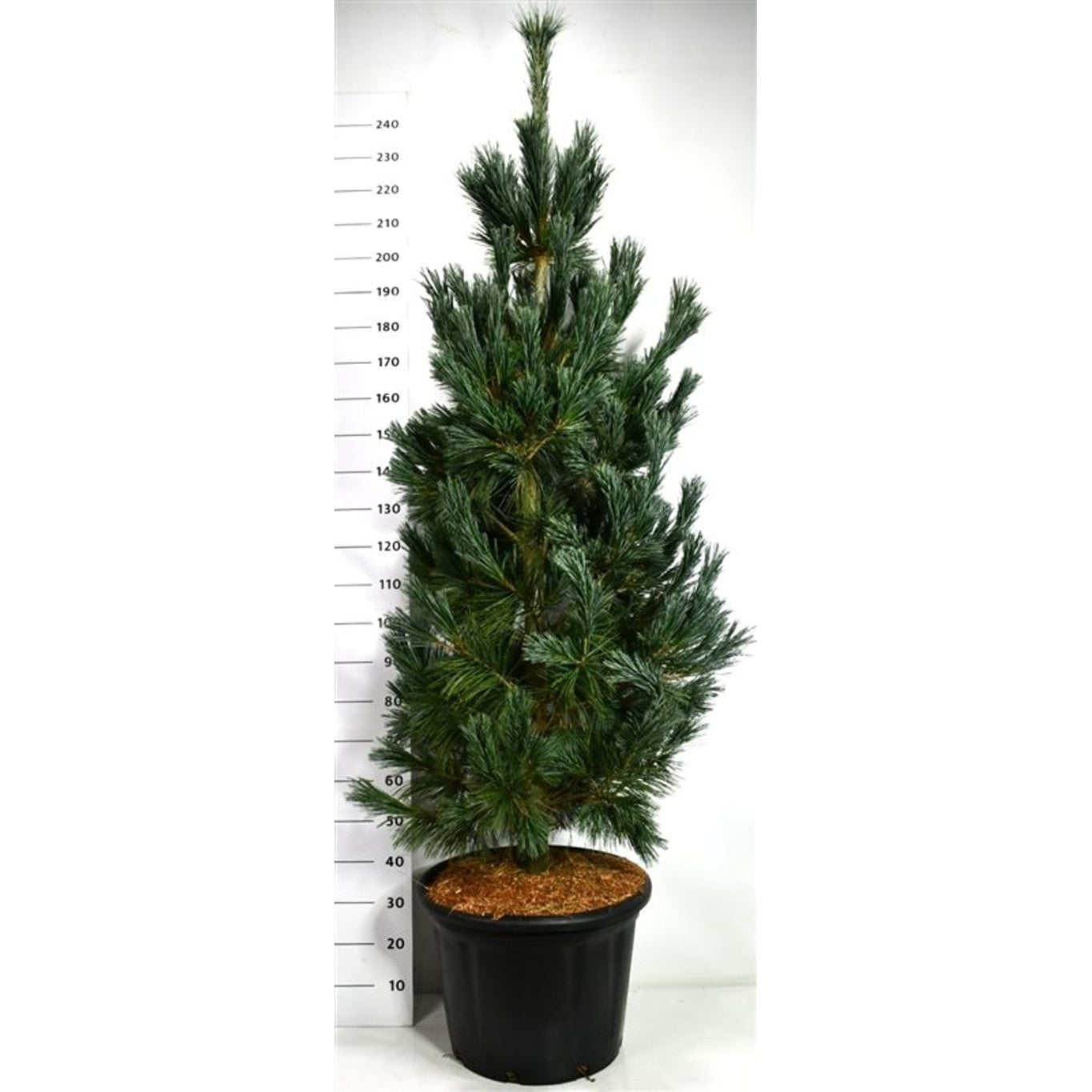Viftall – Pinus flexilis 'Vanderwolf's Pyramid' - C65 175-200 cm.